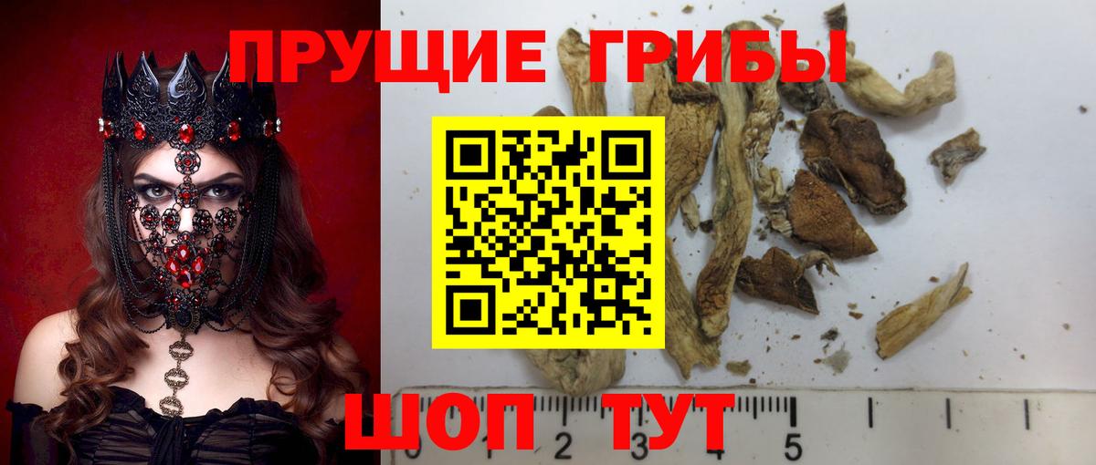 Псилоцибиновые грибы Psilocybine cubensis Ливны